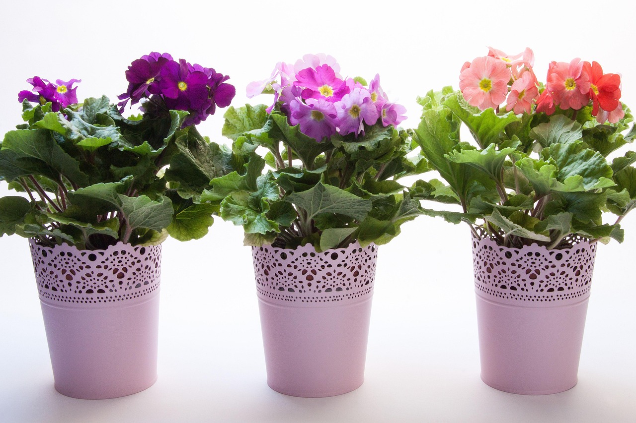 Domowa dżungla – tajniki uprawy roślin doniczkowych